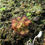 Miniature : Drosera Natalensis