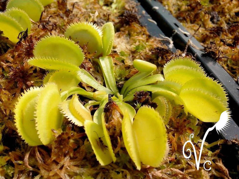 Miniature : Dionaea 'Green Sawtooth'