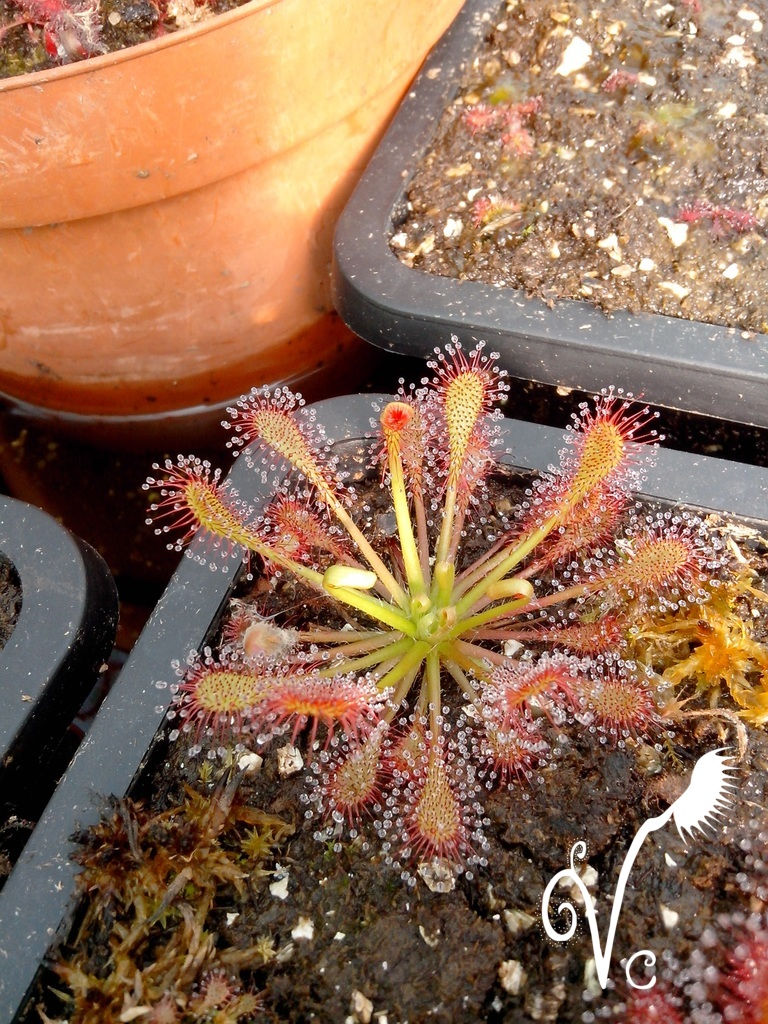 Miniature : Drosera Capillaris x Intermedia