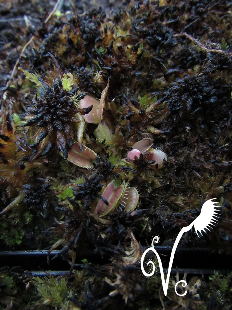 Miniature : Dionaea 'Siberia'