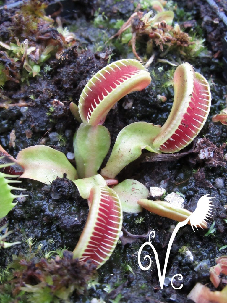 Miniature : Dionaea Vc 'White Smiley'