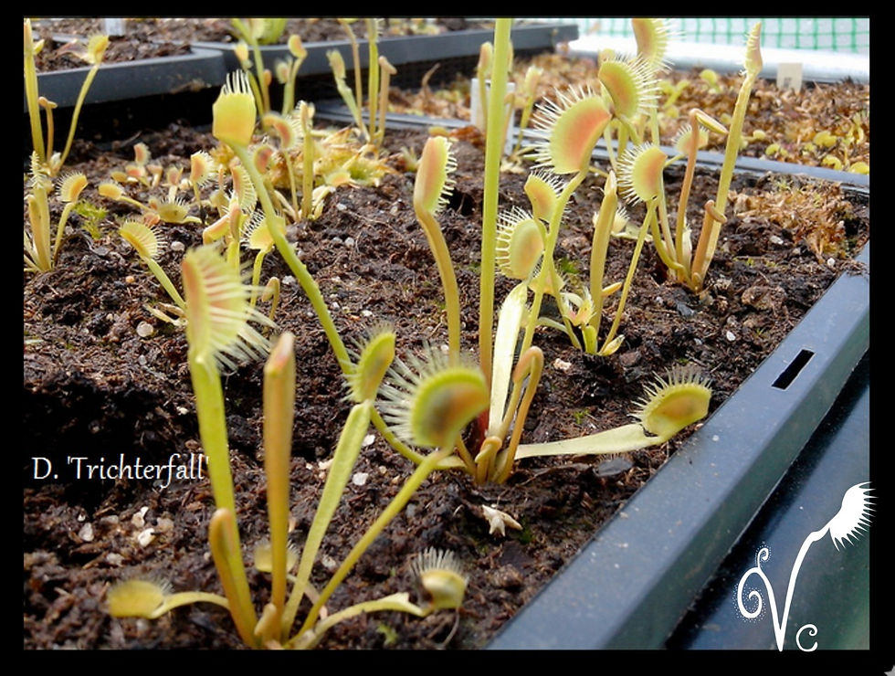 Miniature : Dionaea Funnel trap