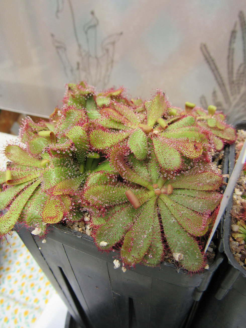 Miniature : Drosera Hamiltonii