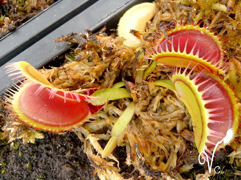Miniature : Dionaea 'Louchapates'
