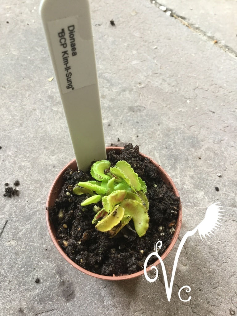 Miniature : Dionaea muscipula 'Kim Il-sung'