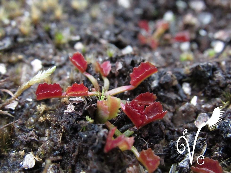 Miniature : Dionaea "Wacky trap"