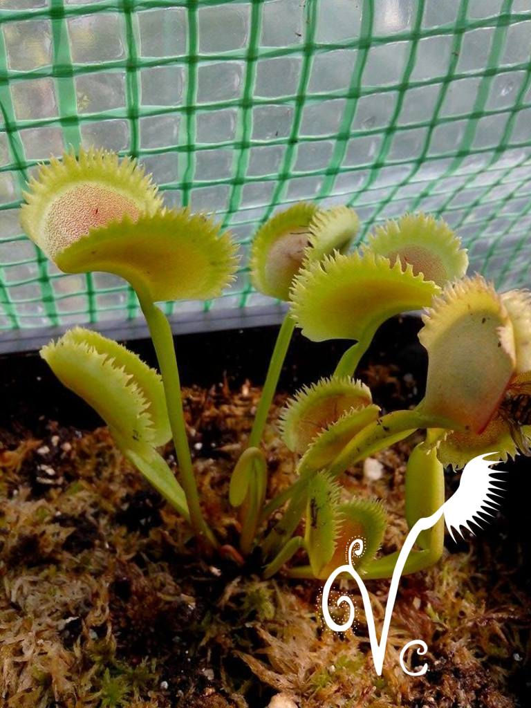 Miniature : Dionaea 'Lunatic Fringe'