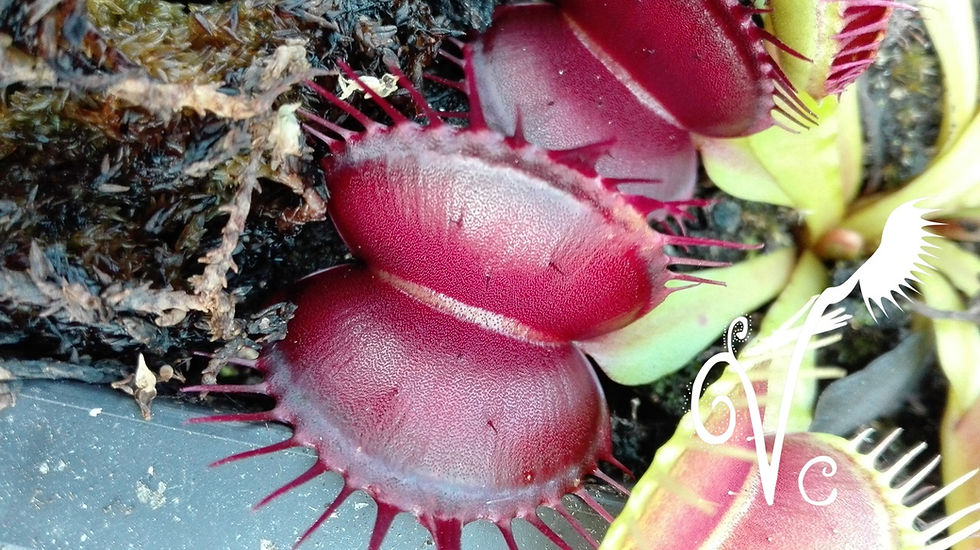 Miniature : Dionaea 'Vc Troll'