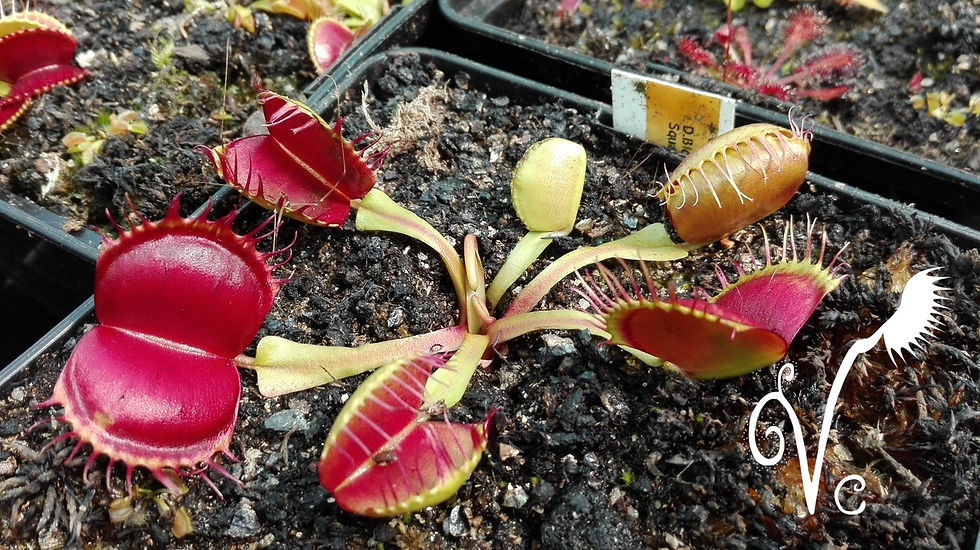 Miniature : Dionaea 'Bloody square'