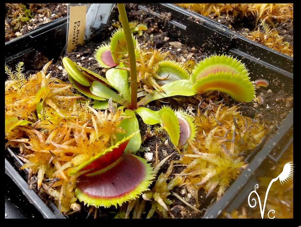 Miniature : Dionaea "Bristel tooth"