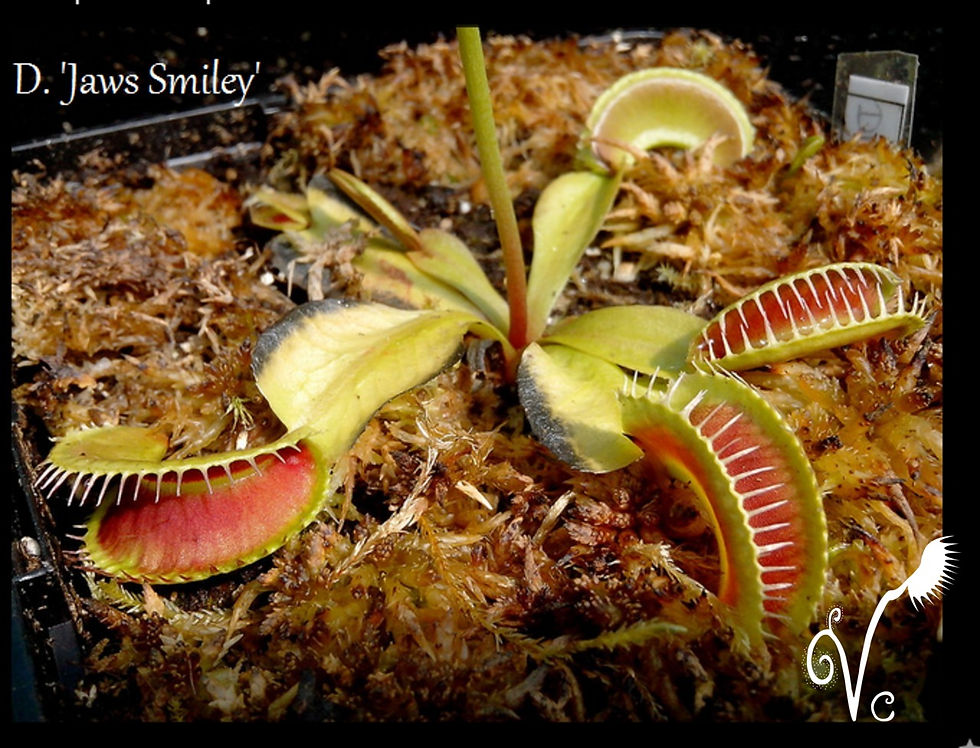 Miniature : Dionaea Jaws smiley
