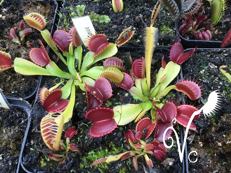 Miniature : Dionaea 'Mikiki'