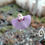 Miniature : Utricularia Uniflora