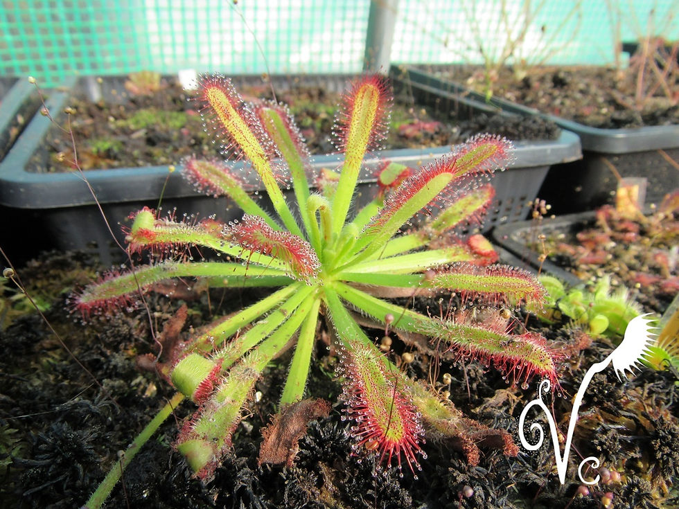 Miniature : Drosera Capensis x esterhuyseniae