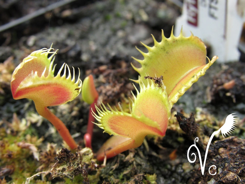 Miniature : Dionaea FTS Evil Pupils