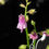 Miniature : Utricularia Calycifida