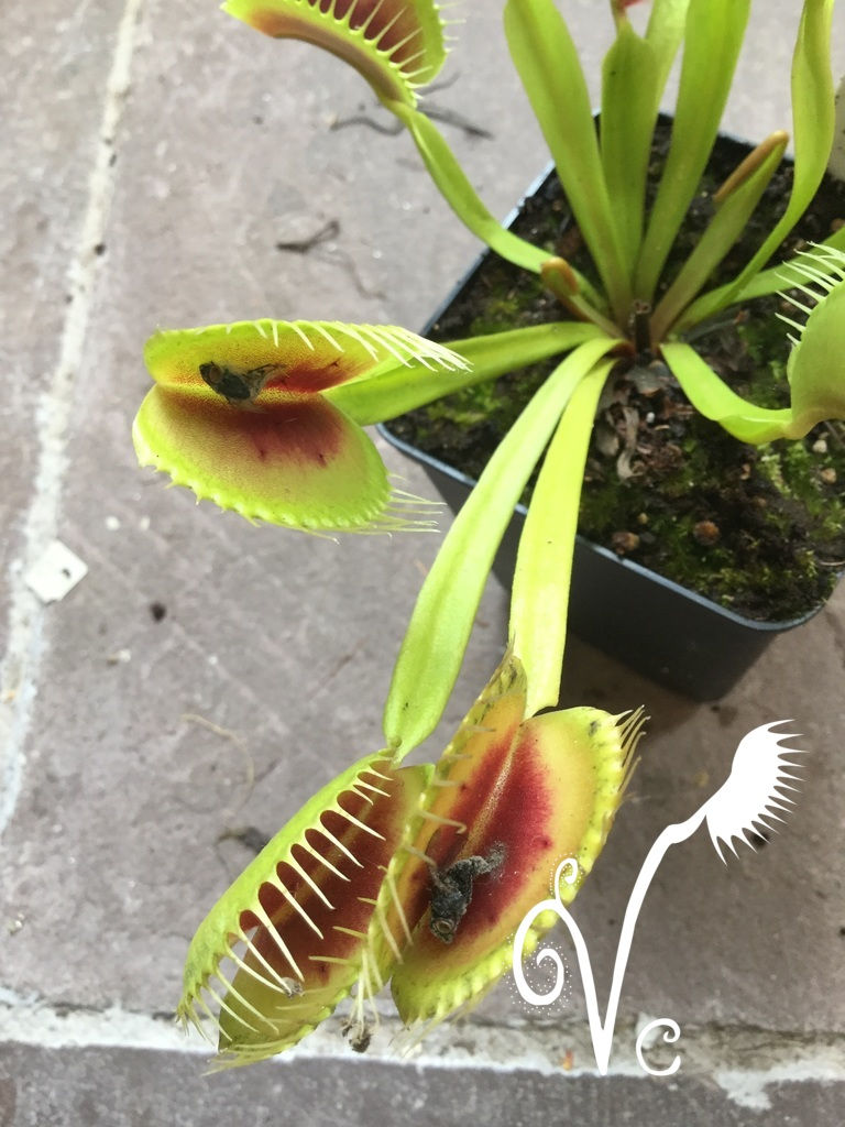 Miniature : Dionaea 'H15'