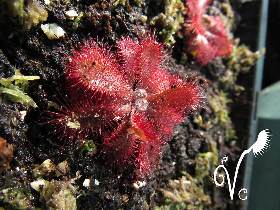 Miniature : Drosera Montana Var Montana