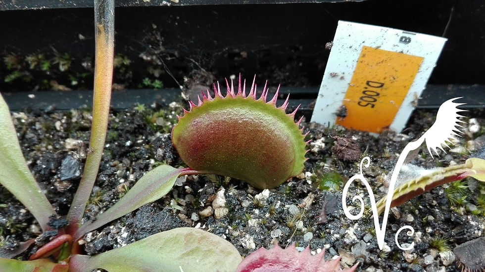 Miniature : Dionaea '005'