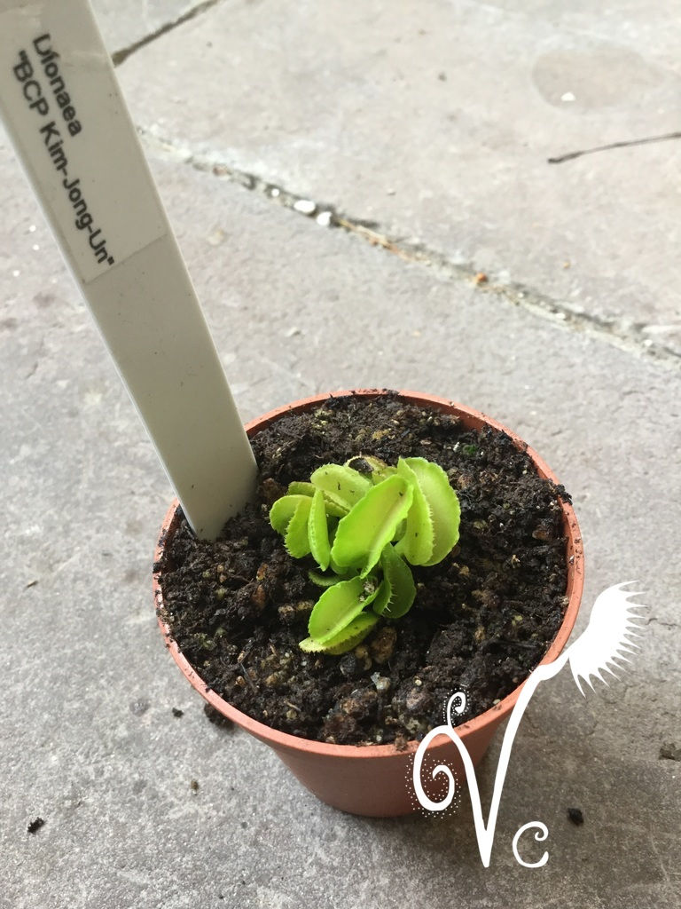 Miniature : Dionaea muscipula 'Kim Jong-un'