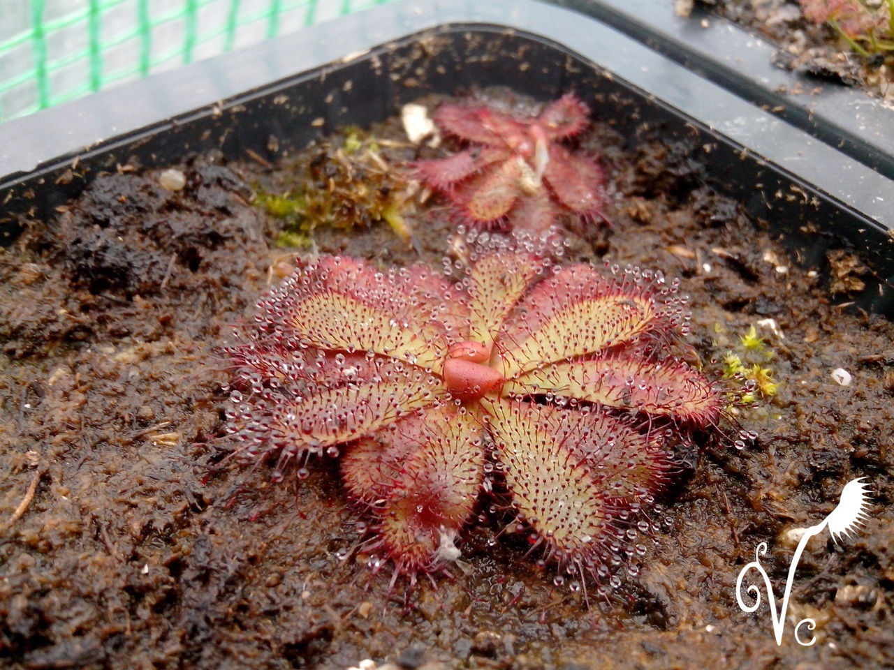 Drosera Hamiltonii
