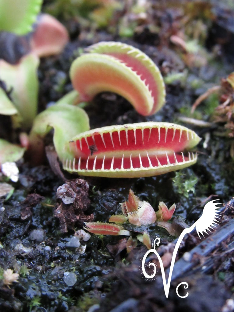 Miniature : Dionaea Vc 'White Smiley'
