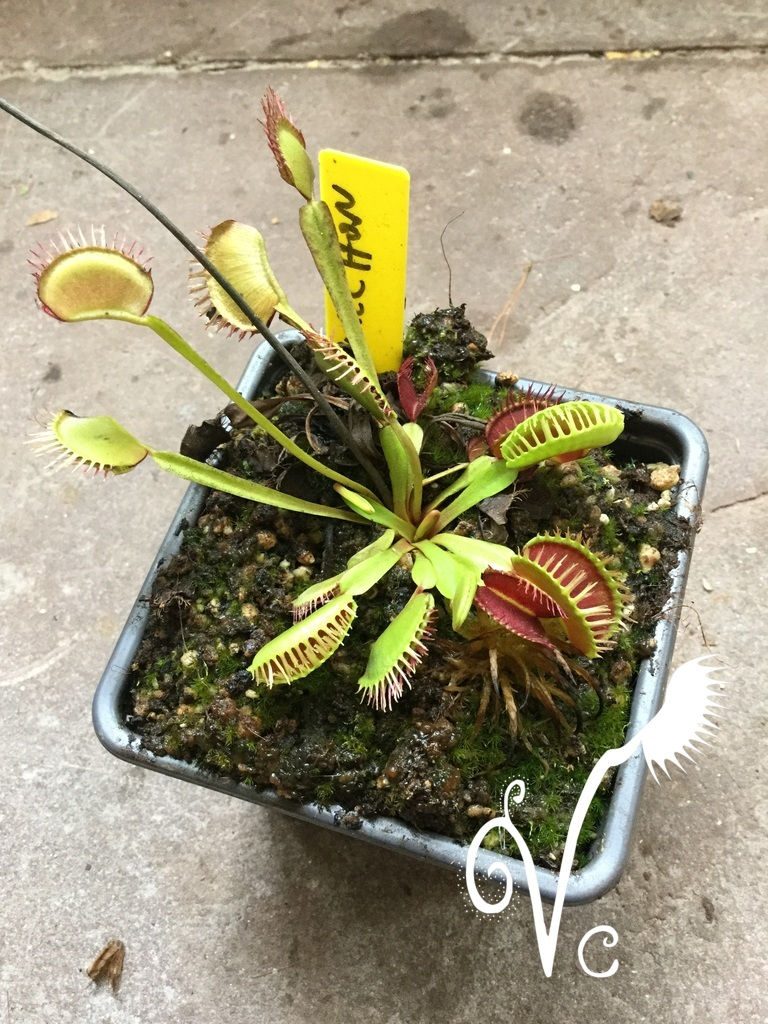 Miniature : Dionaea 'Plumechon'