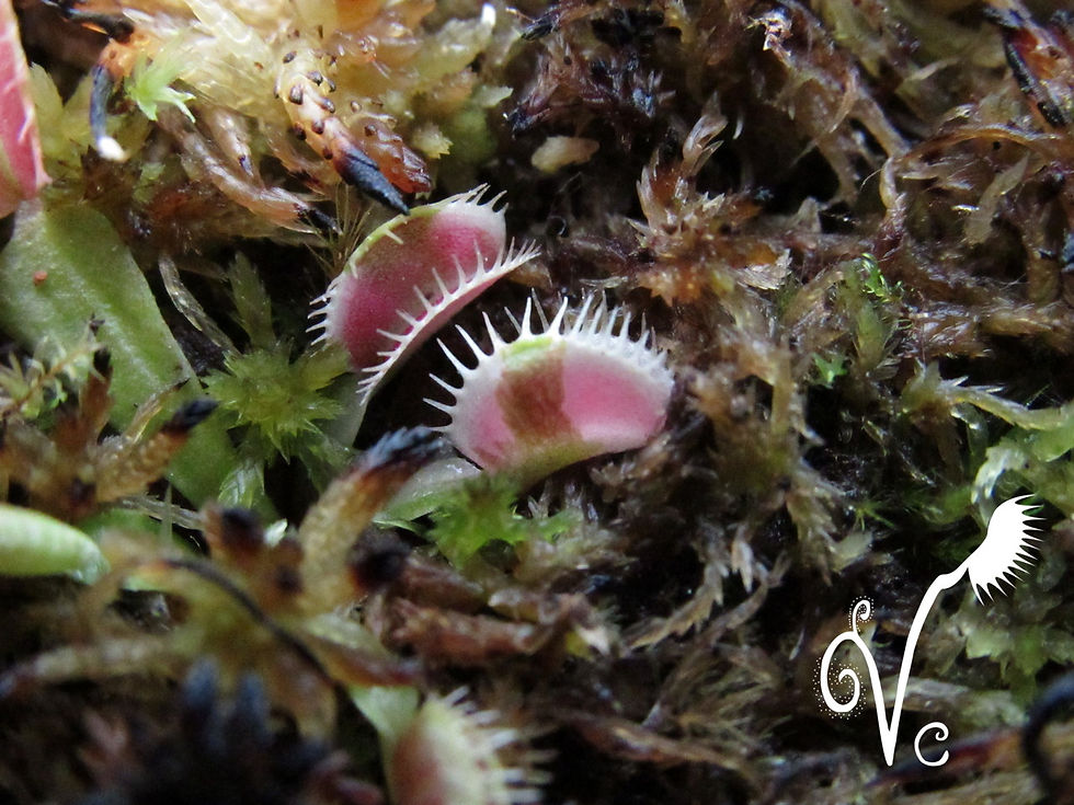 Miniature : Dionaea 'Siberia'