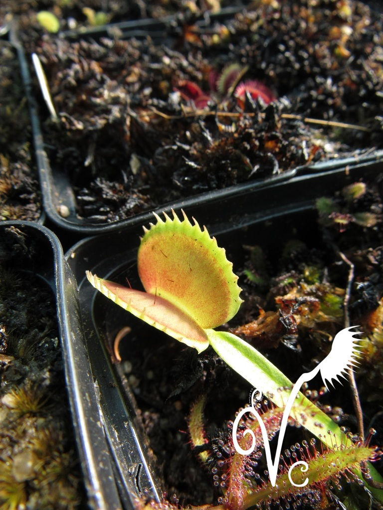 Miniature : Dionaea 'Giant Shark'