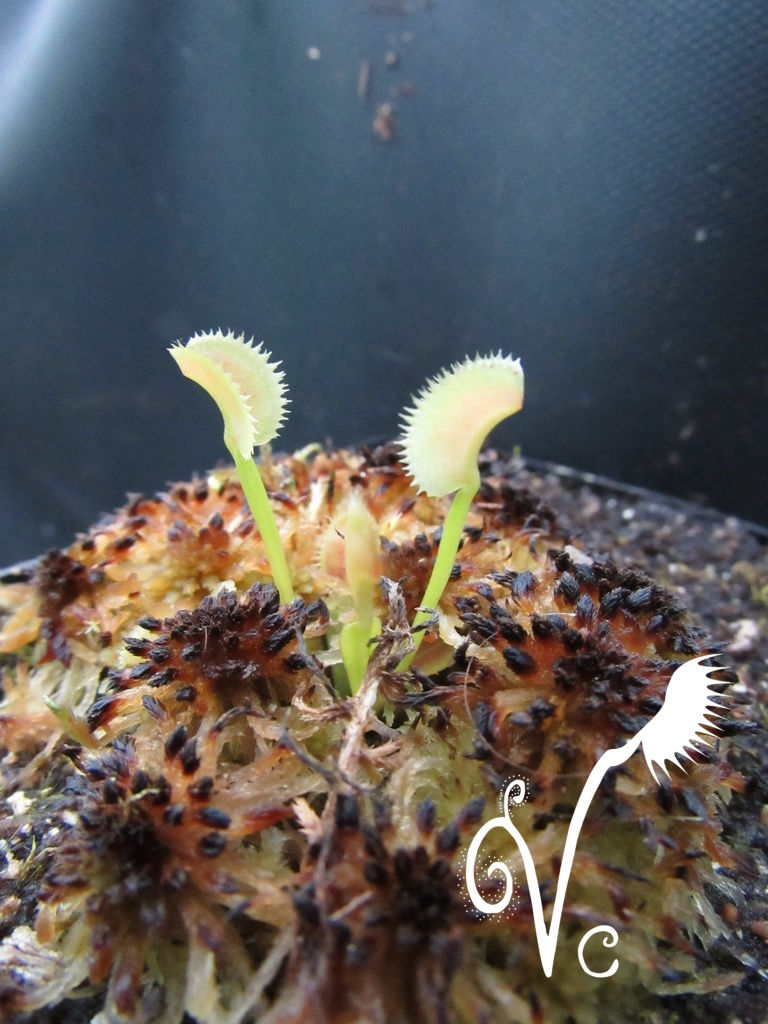 Miniature : Dionaea '021'