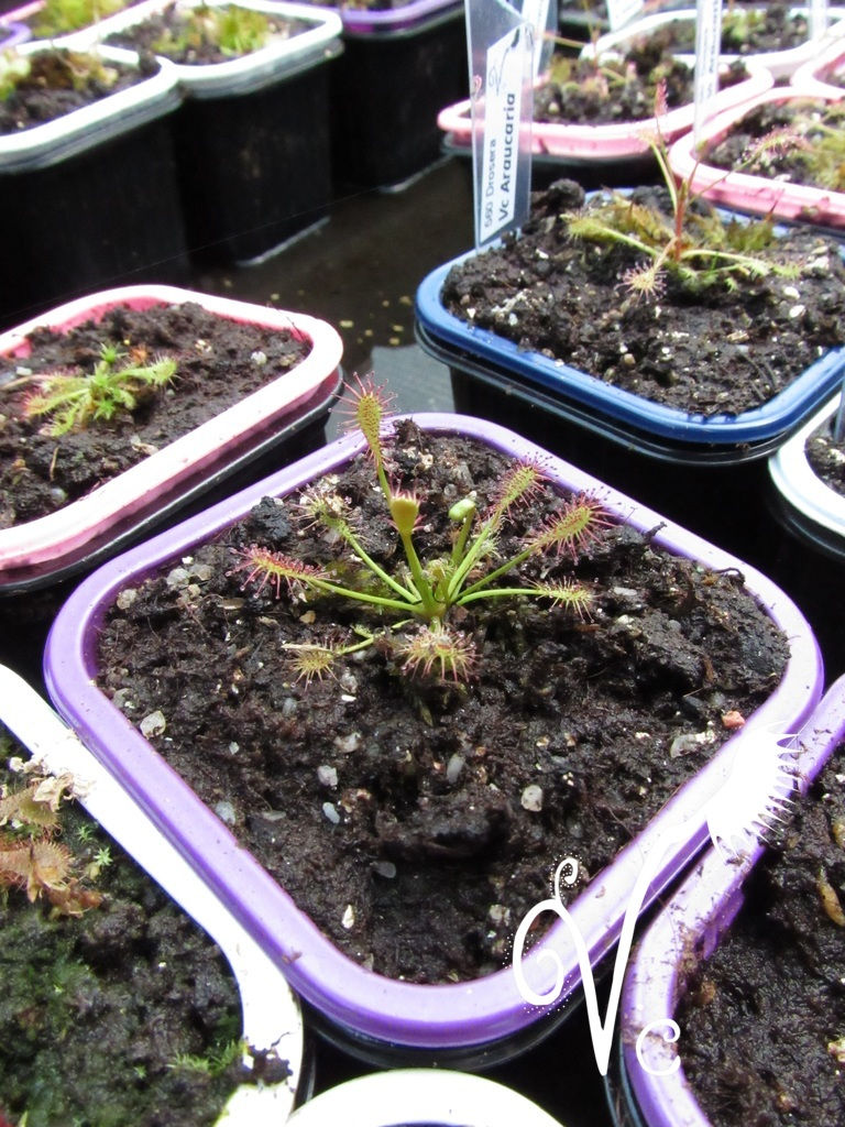 Miniature : Drosera Vc 'Araucaria'