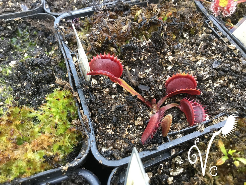 Miniature : Dionaea 'shark x Pirhana'