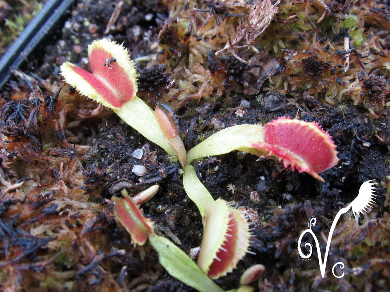 Dionaea 'Fire mouth'