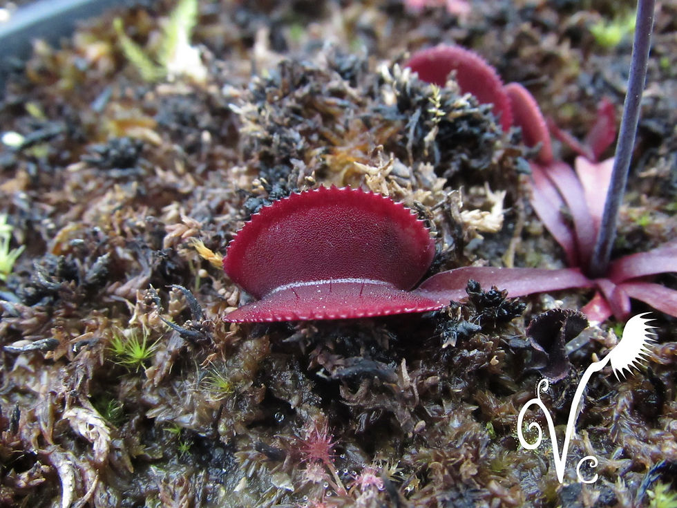 Miniature : Dionaea 'Red Microdent'