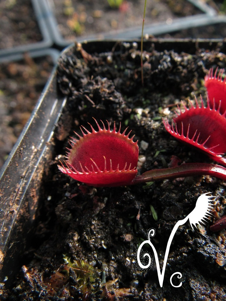 Miniature : Dionaea "Red Cup trap"
