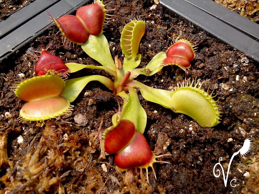 Miniature : Dionaea "Galaxy"