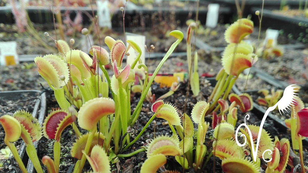 Miniature : Dionaea 'Sl 024'