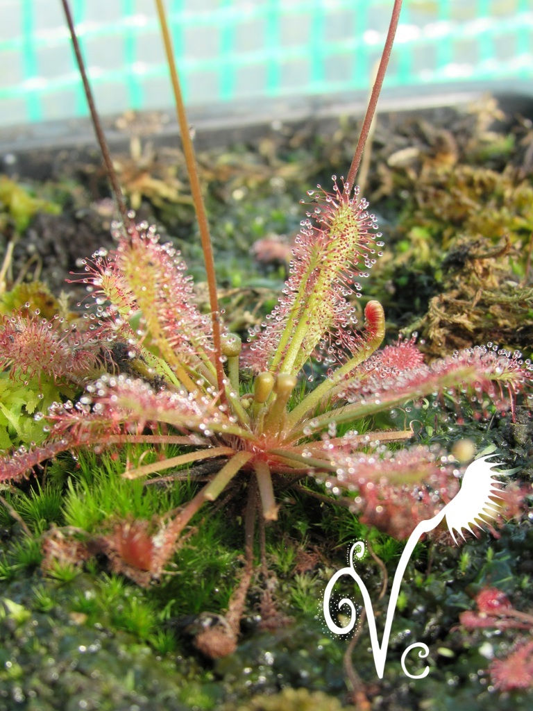 Miniature : Drosera Intermedia x Brevifolia