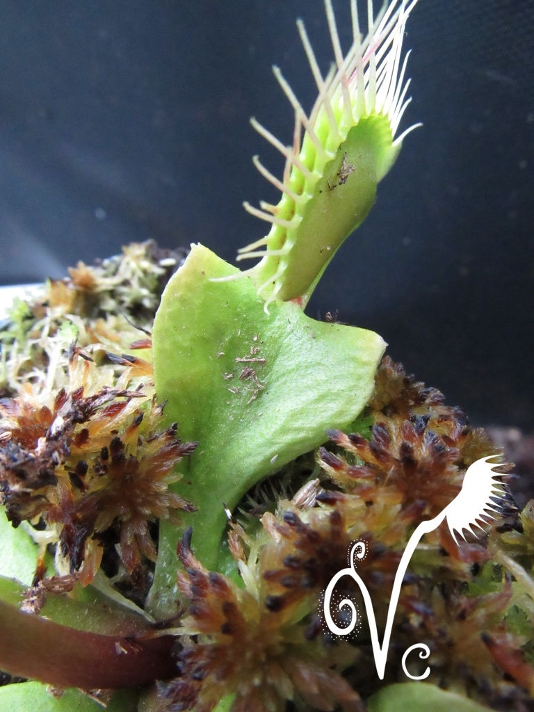 Miniature : Dionaea 'Fangzahn'