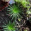 Miniature : Stylidium Caespitosum
