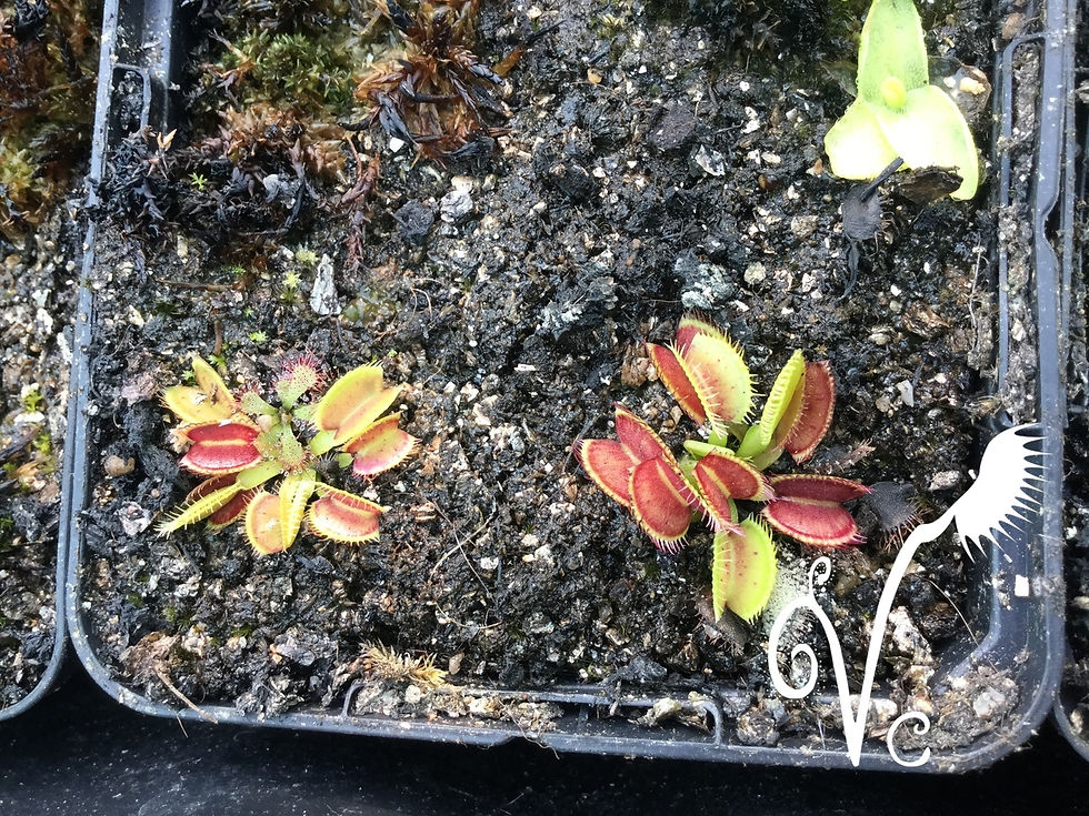 Miniature : Dionaea 'Iris'