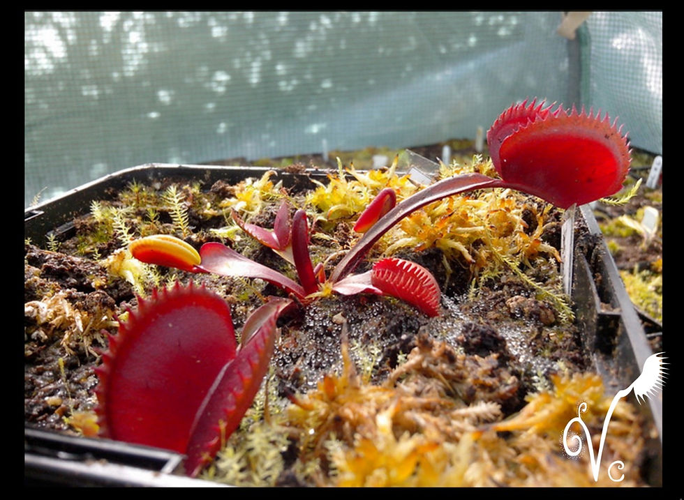Miniature : Dionaea Red Piranha