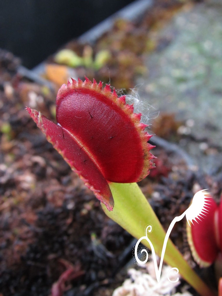 Miniature : Dionaea 'Vitiligo'
