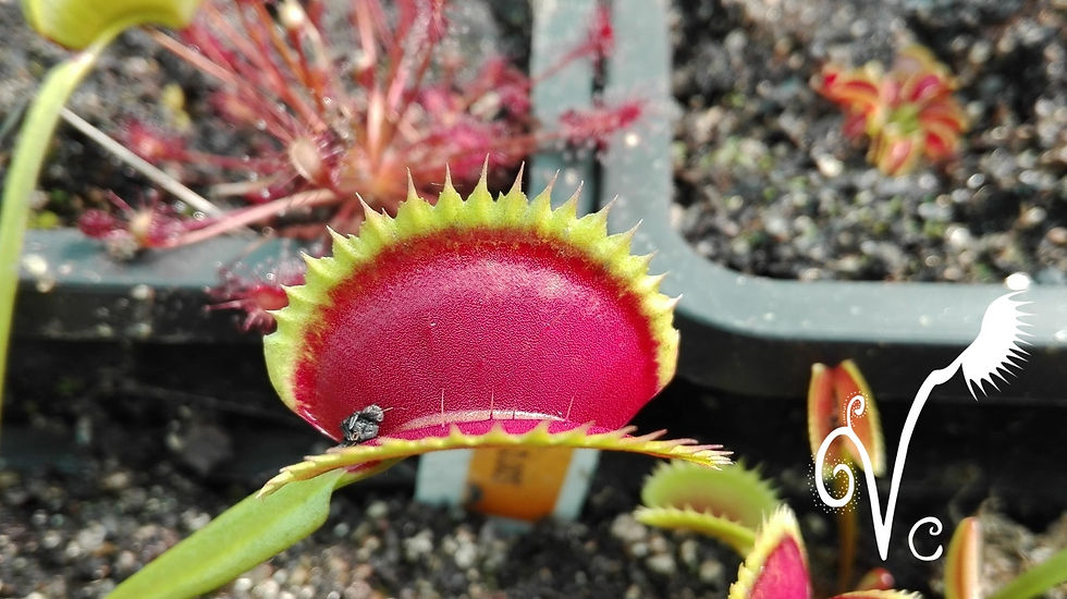 Miniature : Dionaea '005'