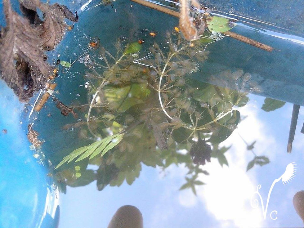 Miniature : Aldrovanda vesiculosa (Lake Dlugie, E. Poland)