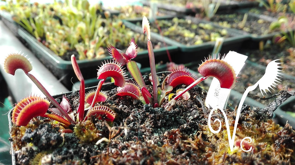 Miniature : Dionaea 'Arcangel'