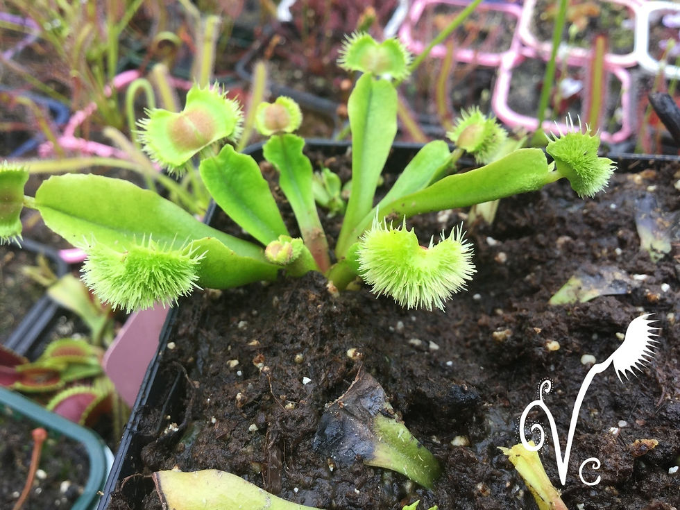 Miniature : Dionaea 'Vc Prudence'