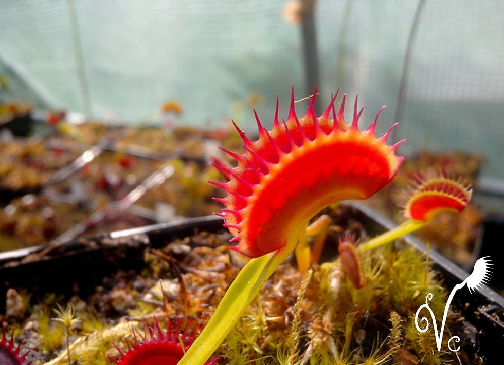 Miniature : Dionaea "Shark Teeth"