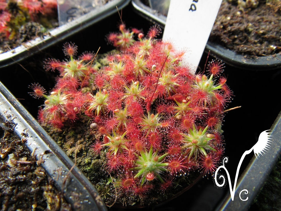 Miniature : Drosera Roseana
