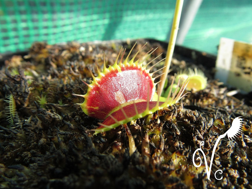 Miniature : Dionaea 'Mili M'